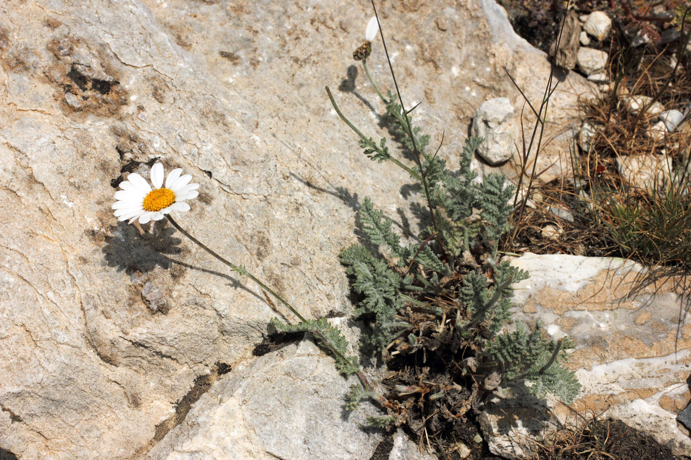 Image of Richteria pyrethroides specimen.