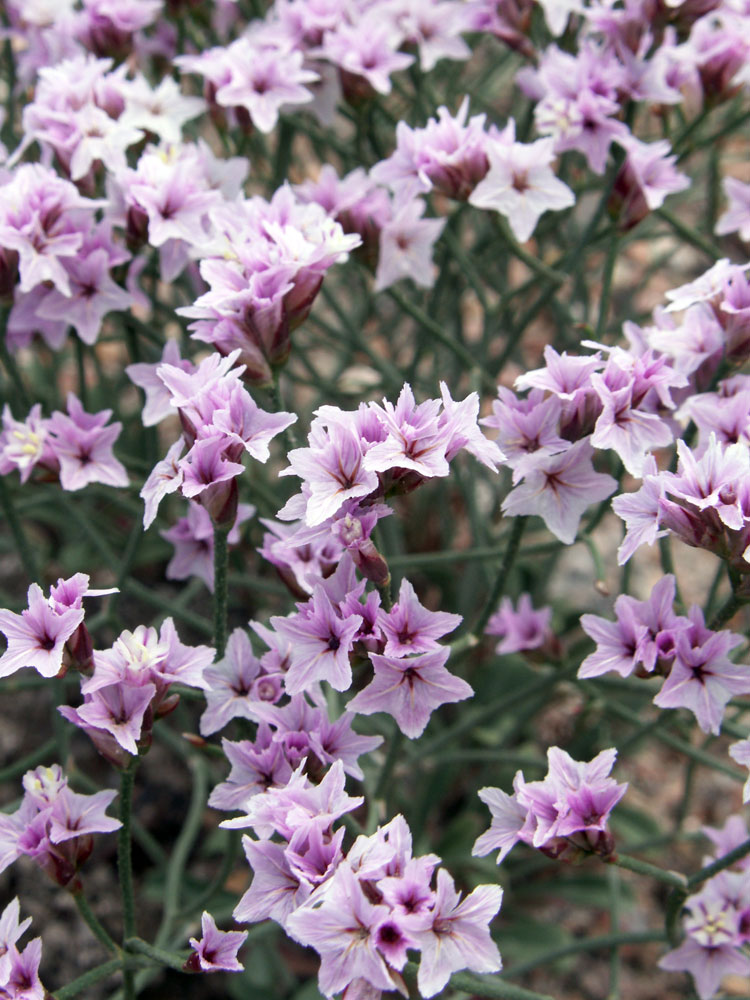 Image of Limonium hoeltzeri specimen.