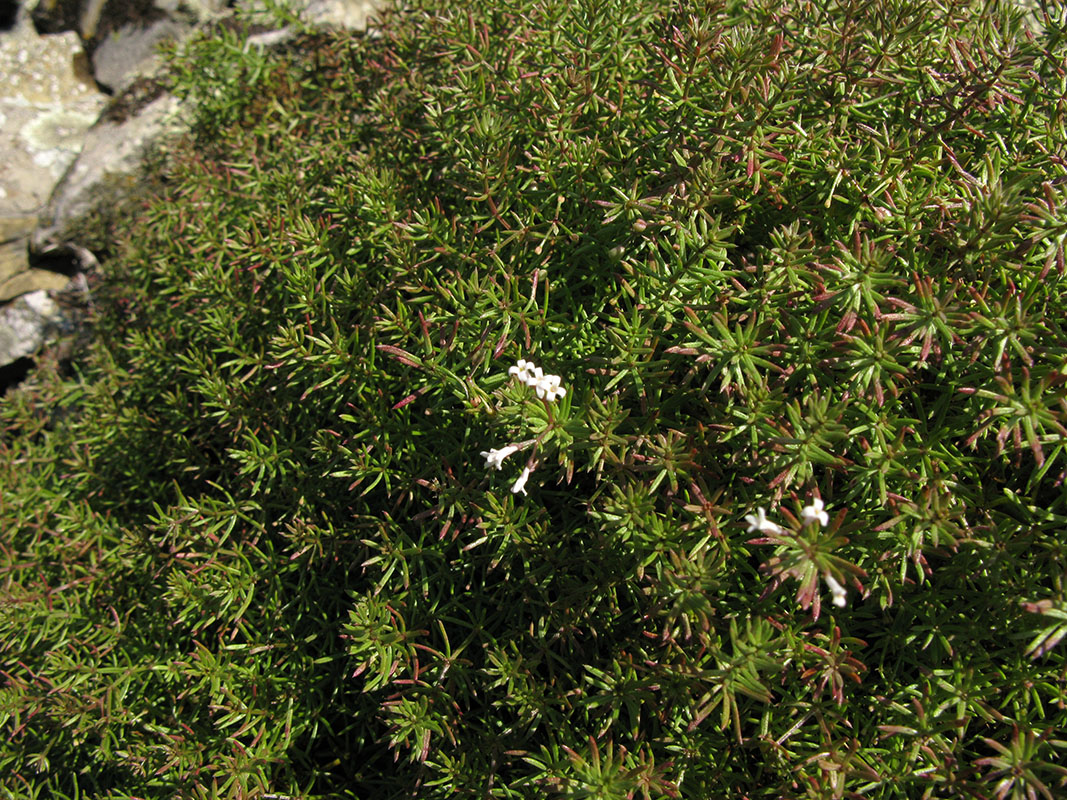 Изображение особи Asperula cretacea.
