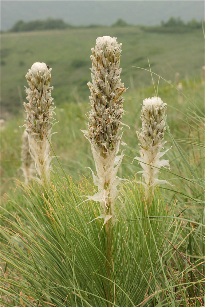 Image of Asphodeline taurica specimen.