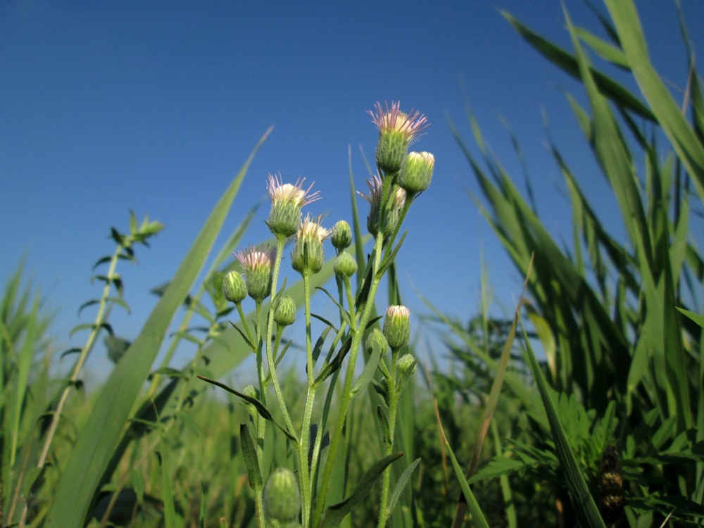 Изображение особи Erigeron podolicus.