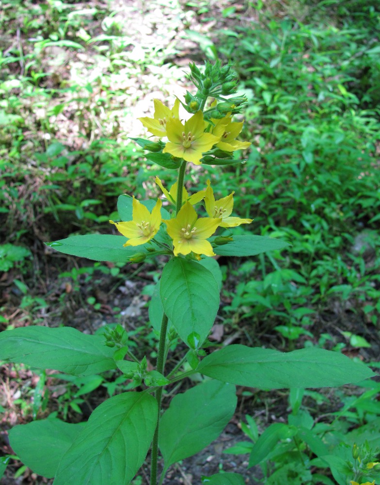 Image of Lysimachia verticillaris specimen.