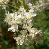 Filipendula ulmaria. Часть соцветия с кормящимся жуком. Свердловская обл., окр. г. Североуральск, р-н скал Грюнвальда, заросшая травой поляна. 07.07.2013.