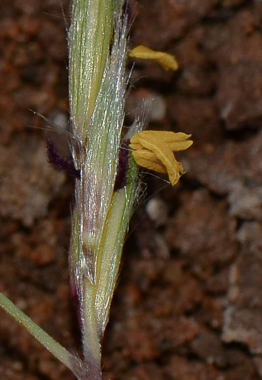 Image of Hyparrhenia hirta specimen.