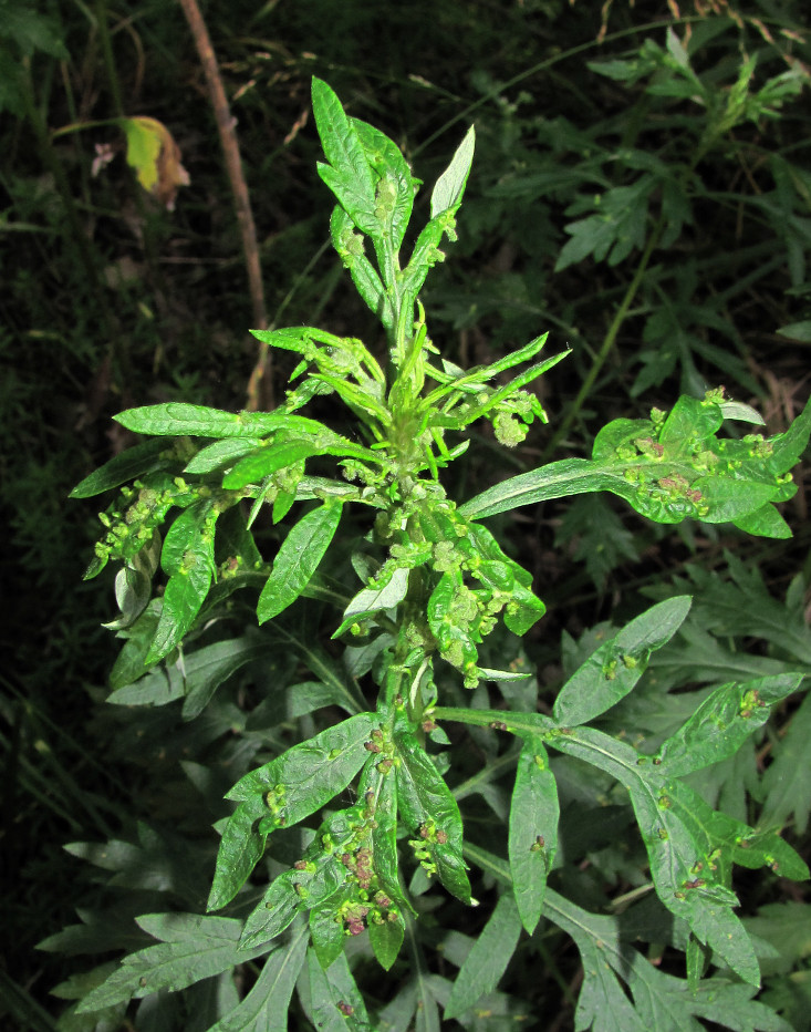 Image of Artemisia vulgaris specimen.