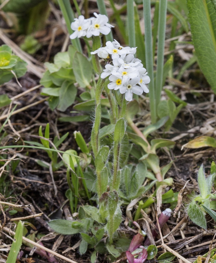 Изображение особи Eritrichium villosum.