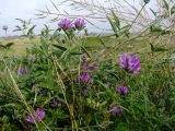 Psoralea bituminosa. Верхушка цветущего растения (соплодия вверху - Brassica sisymbrioides). Израиль, Шарон, г. Герцлия, высокий берег Средиземного моря. 06.04.2009.