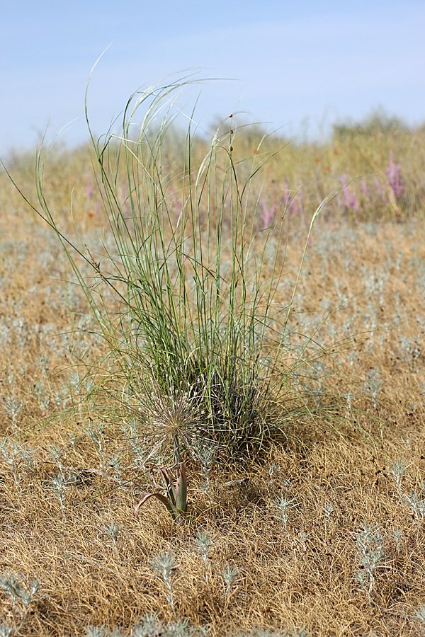 Image of genus Stipa specimen.