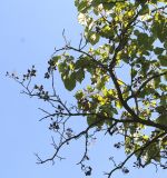 Paulownia fargesii. Верхняя часть ветви с соплодиями. Германия, г. Дюссельдорф, Ботанический сад университета. 04.09.2013.