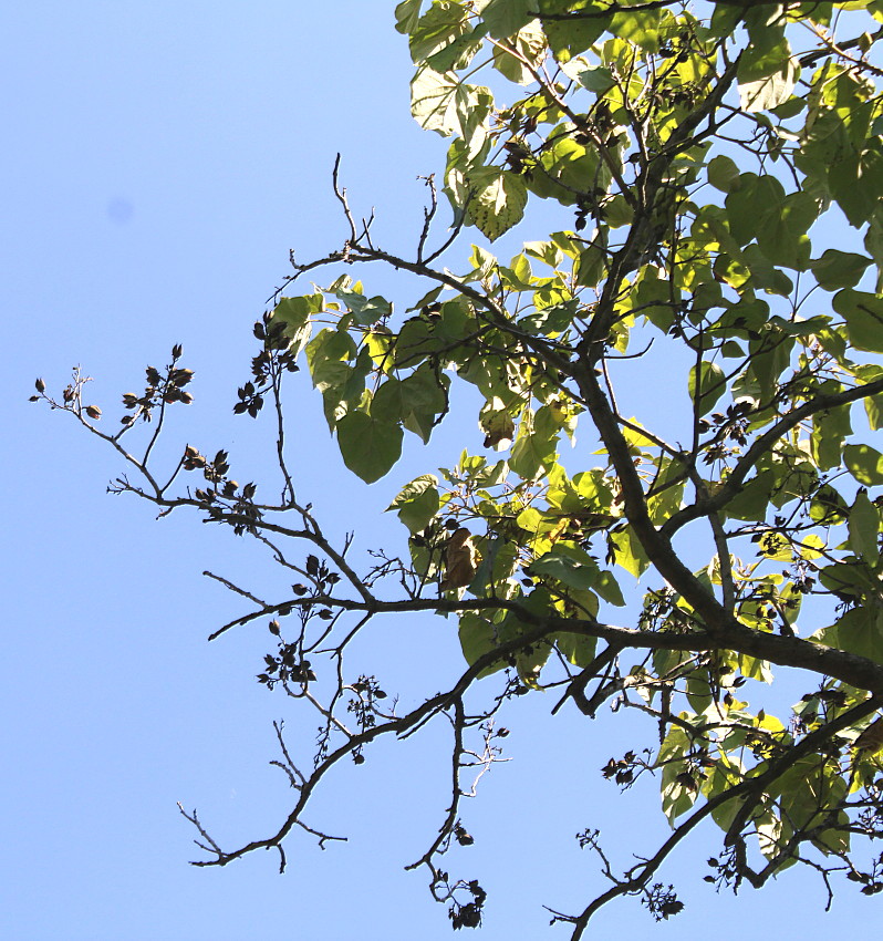 Image of Paulownia fargesii specimen.