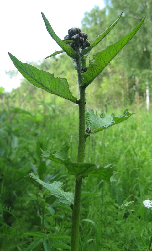 Image of Crepis sibirica specimen.