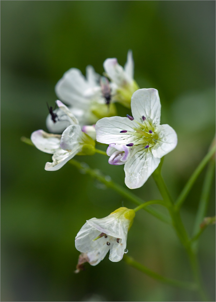 Изображение особи Cardamine amara.