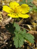 Potentilla reptans. Цветущее растение. Краснодарский край, г. Крымск, под деревьями в старом парке. 25.07.2013.