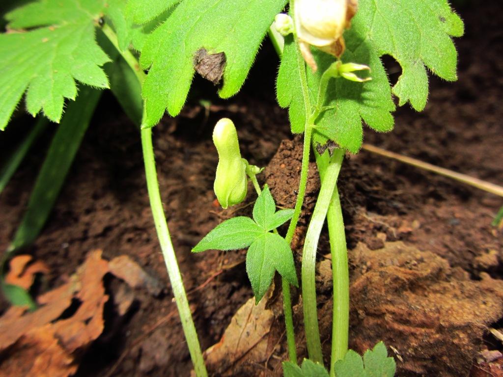 Изображение особи Aconitum ajanense.