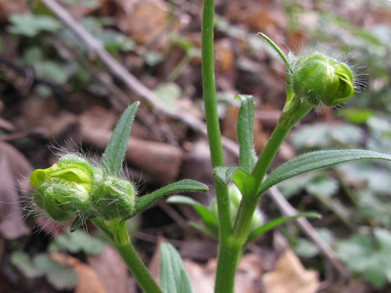 Изображение особи род Ranunculus.