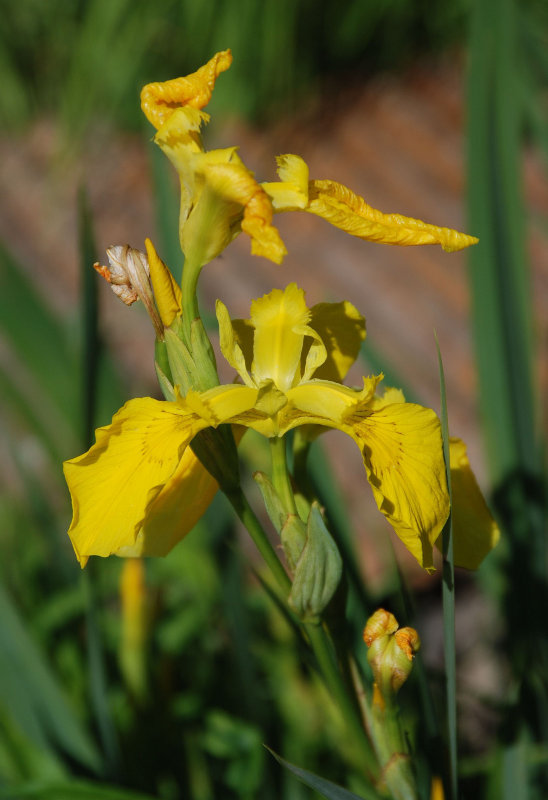 Image of Iris pseudacorus specimen.