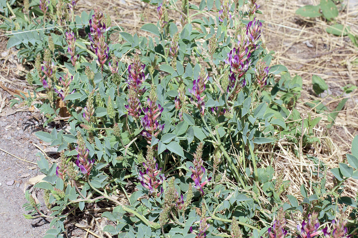 Image of Glycyrrhiza aspera specimen.