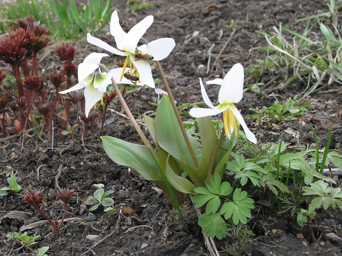 Image of Erythronium krylovii specimen.