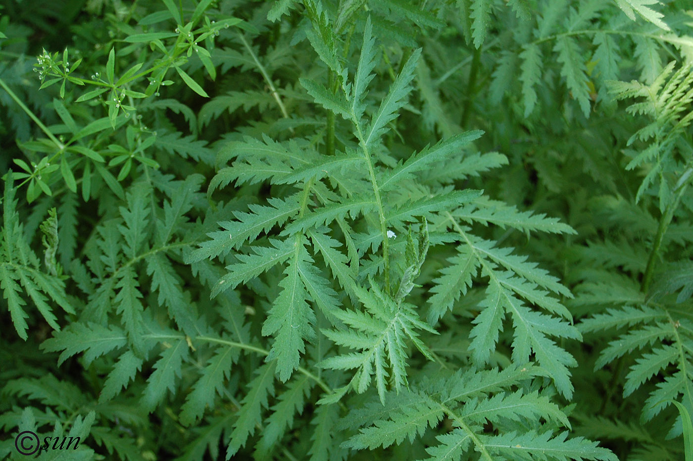 Image of Tanacetum vulgare specimen.