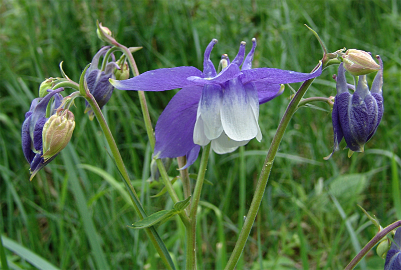 Изображение особи Aquilegia olympica.