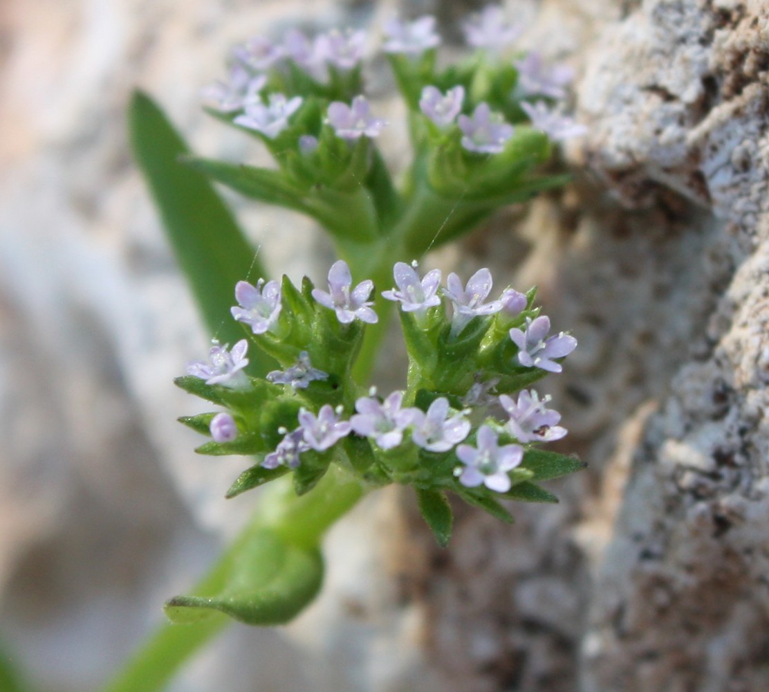 Изображение особи Valerianella muricata.