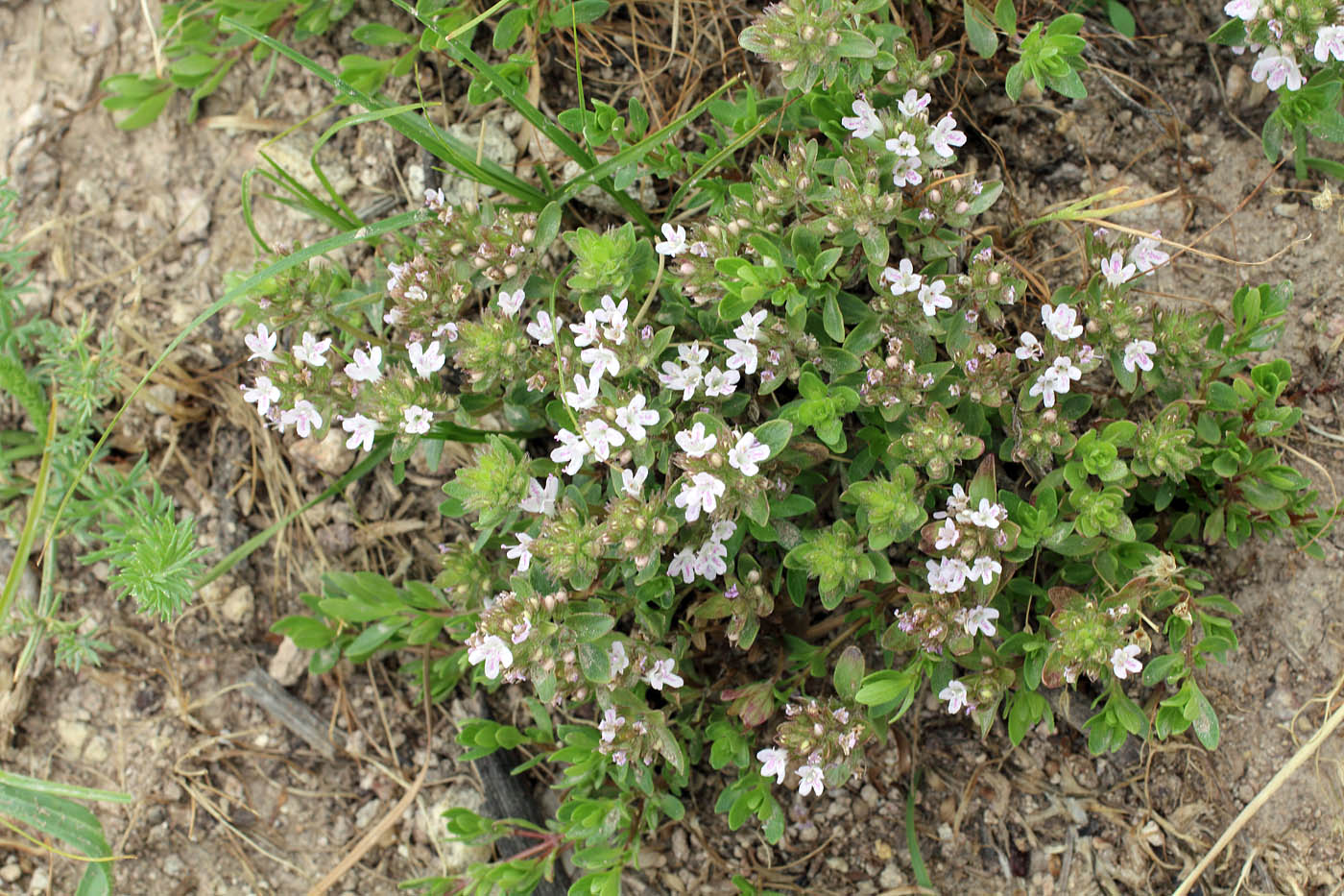 Image of Thymus dmitrievae specimen.