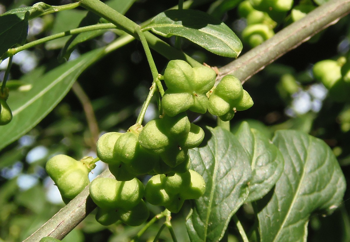 Image of Euonymus europaeus specimen.