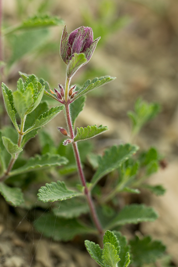 Image of Teucrium chamaedrys specimen.