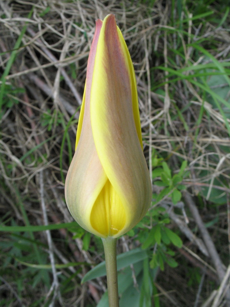 Image of Tulipa corynestemon specimen.