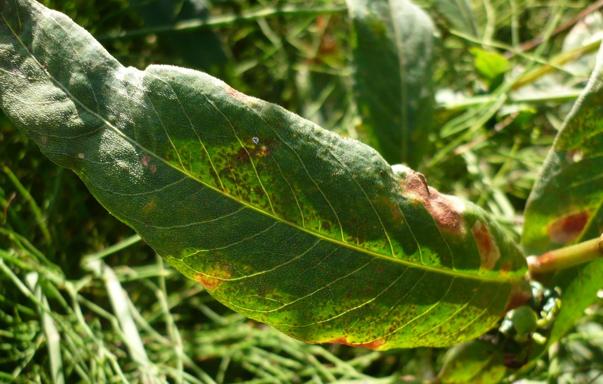 Image of Persicaria amphibia specimen.