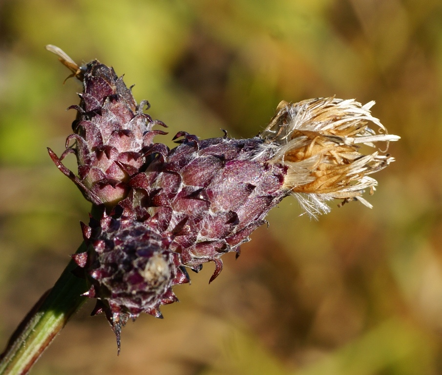 Изображение особи Saussurea recurvata.