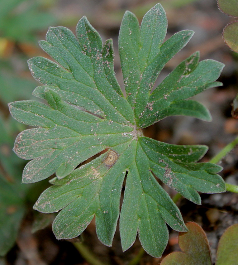 Image of Geranium cinereum specimen.