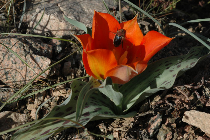 Изображение особи Tulipa greigii.