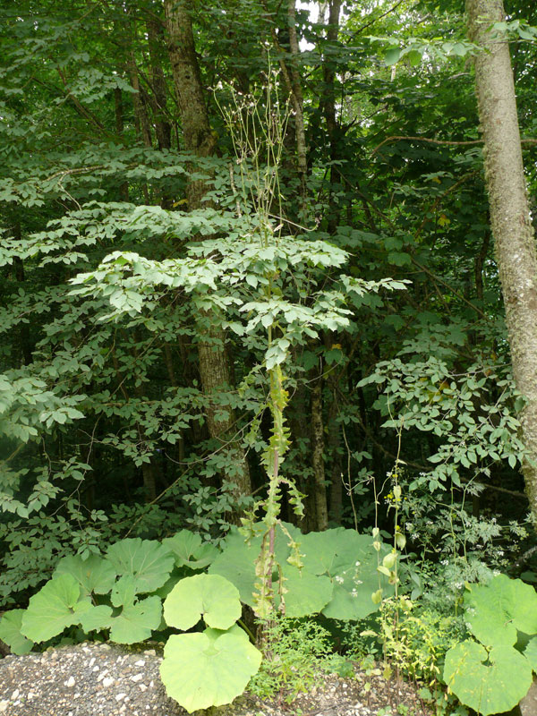 Image of Sonchus arvensis specimen.