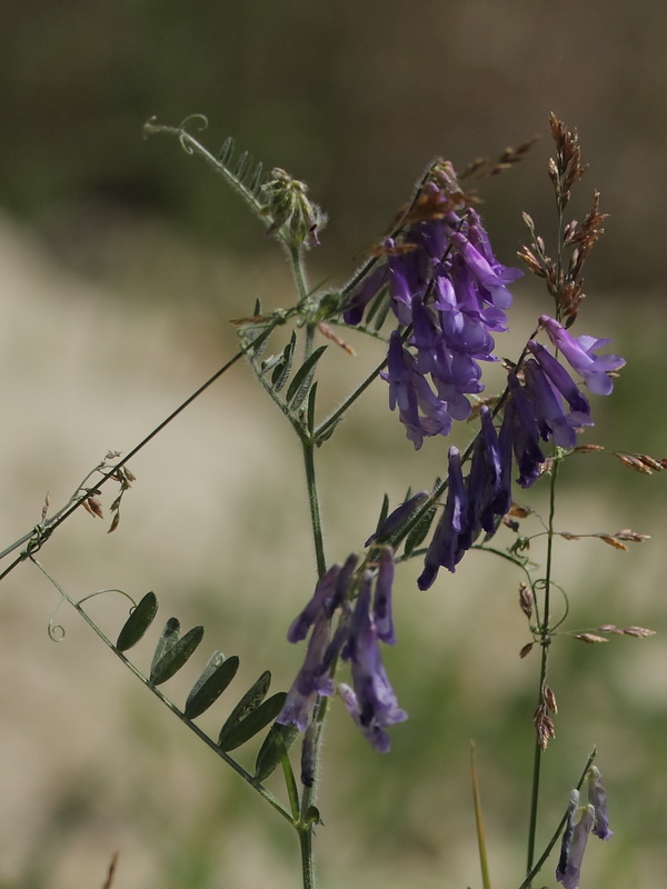 Image of Vicia villosa specimen.