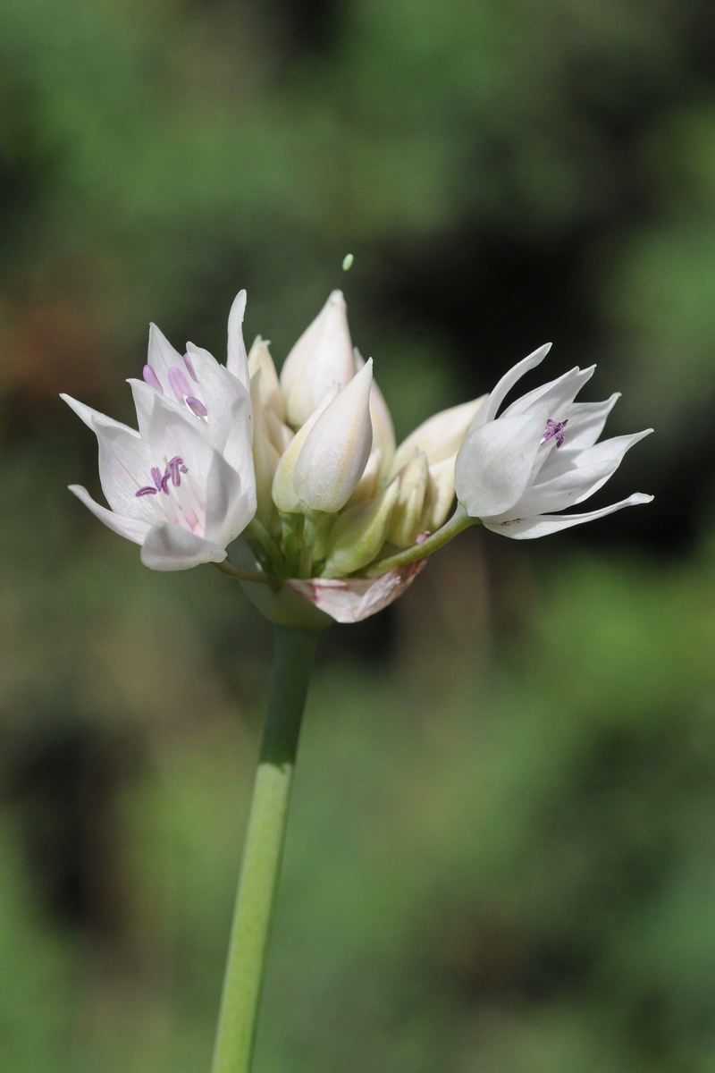 Image of Allium amplectens specimen.