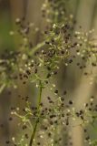 Смотреть изображение Galium boreale