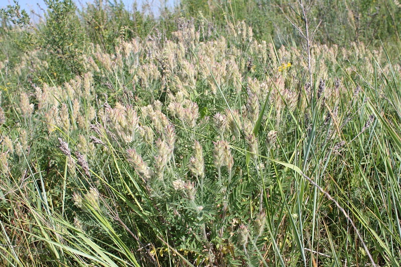 Изображение особи Oxytropis pilosa.