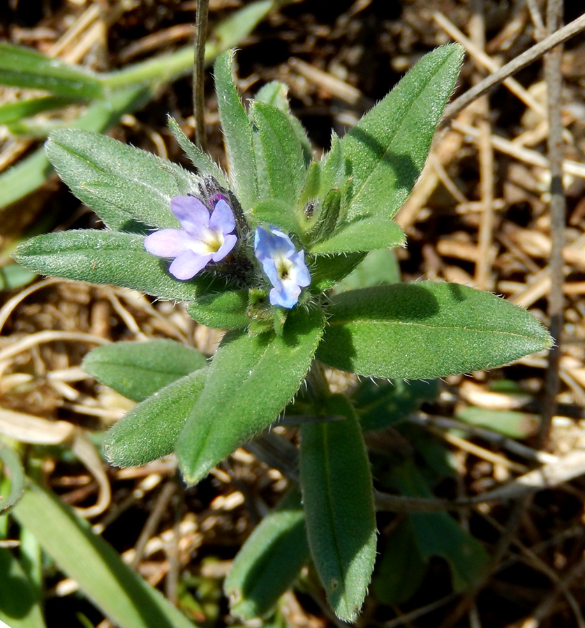 Image of Buglossoides arvensis specimen.