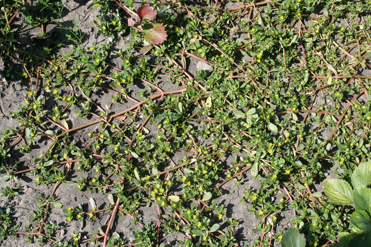 Image of Portulaca oleracea specimen.