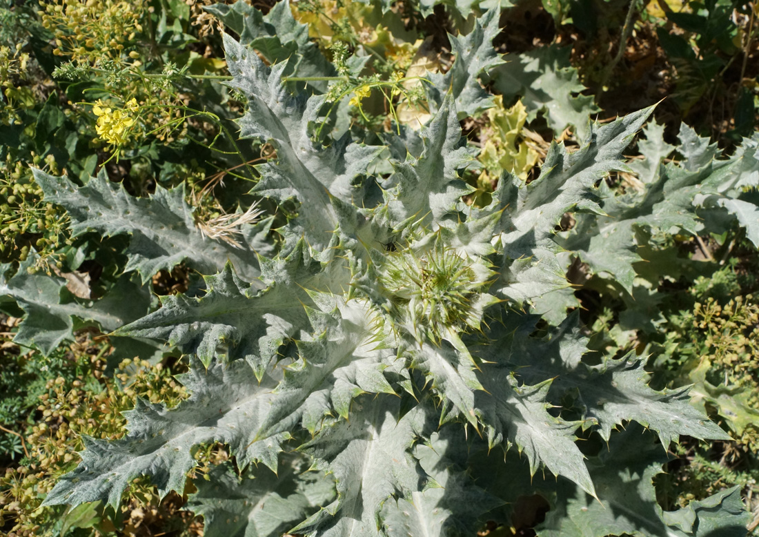 Image of Onopordum acanthium specimen.