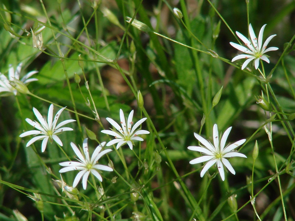 Image of Stellaria graminea specimen.