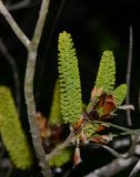 Hakea bucculenta. Часть ветви с генеративными почками и развивающимися соцветиями; видны остатки почечных чешуй. Израиль, Шарон, пос. Кфар Монаш, ботанический сад \"Хават Ганой\". 31.01.2016.