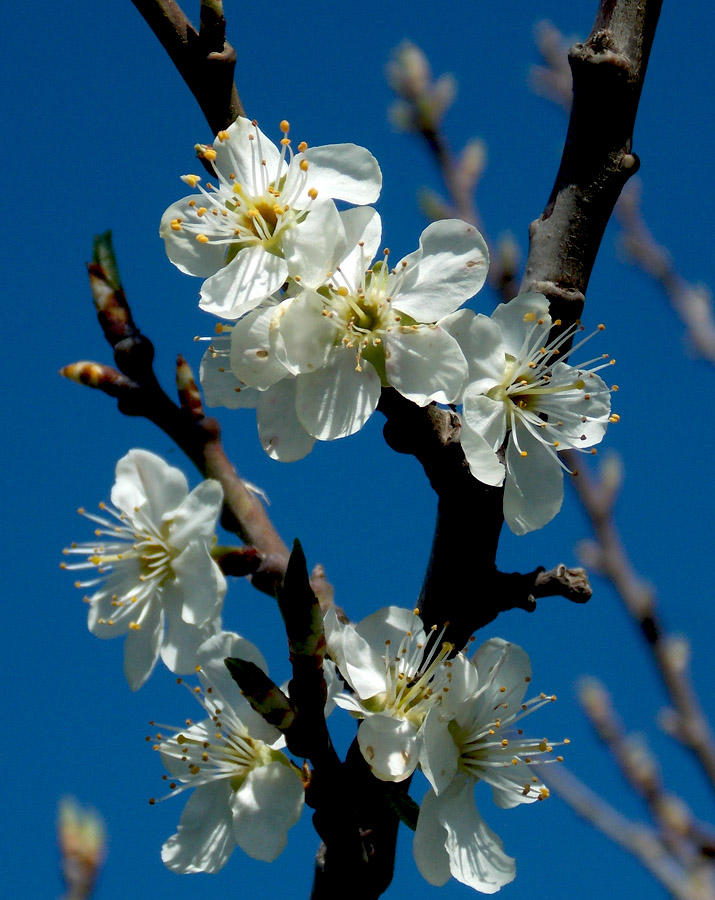 Image of Prunus domestica specimen.