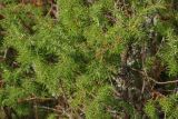 Juniperus communis. Побеги. Тверская обл., Осташковский р-н, окр. дер. Кравотынь, луг на песчаной почве. 22.07.2015.