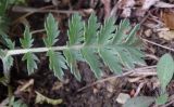 Pyrethrum poteriifolium