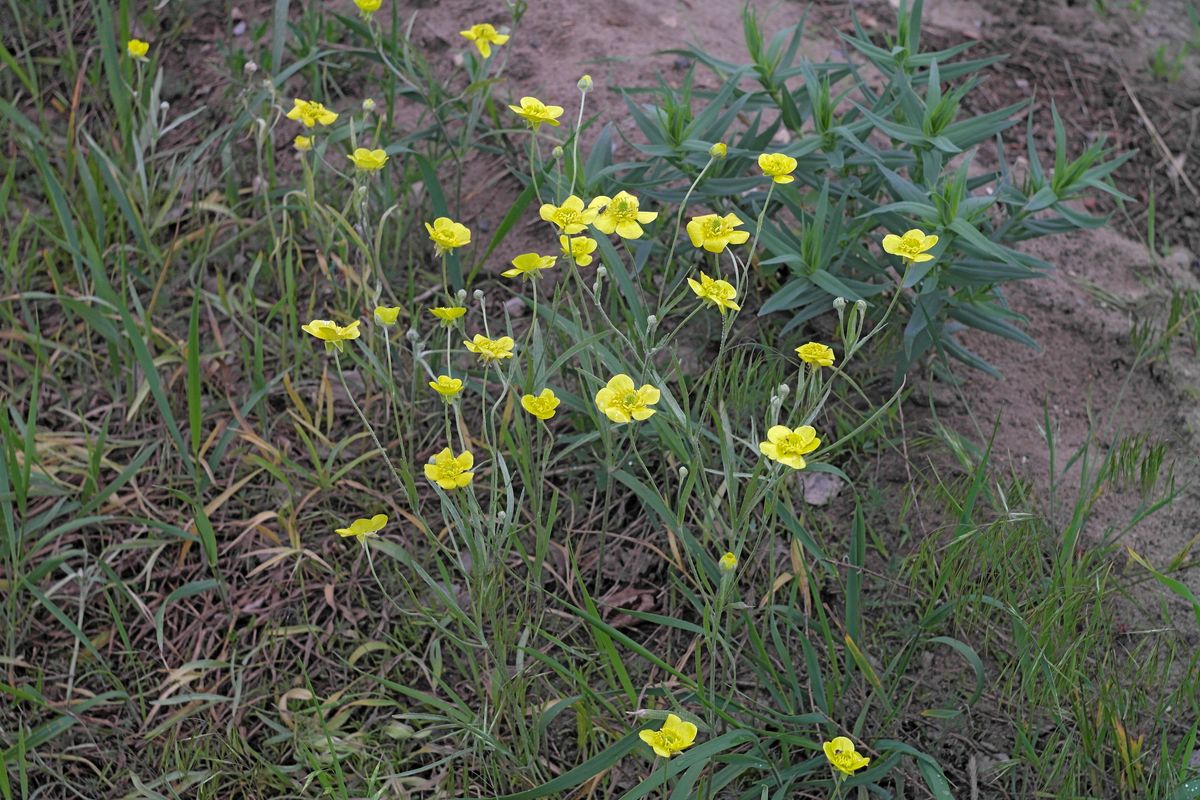 Image of Ranunculus illyricus specimen.