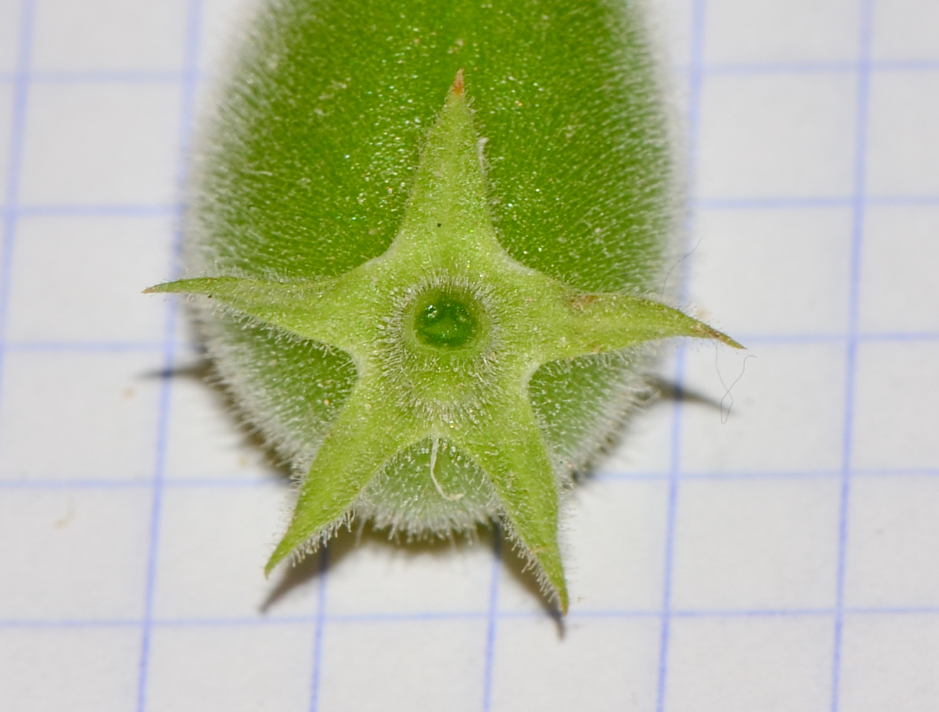 Image of Cicer arietinum specimen.