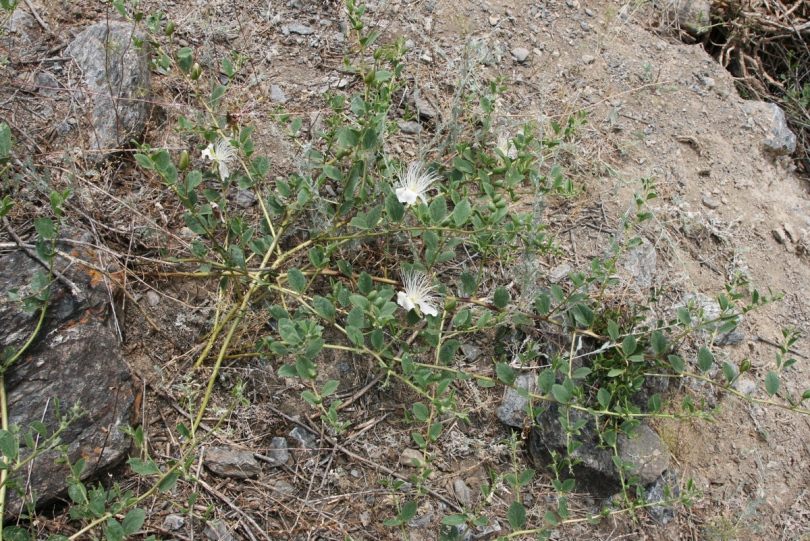 Image of Capparis herbacea specimen.