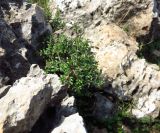 Rhamnus lycioides. Вегетирующее растение в расщелине скалы. Израиль, горный массив Кармель, заповедник \"Кармель\" (нахаль Нешер). 18.11.2015.